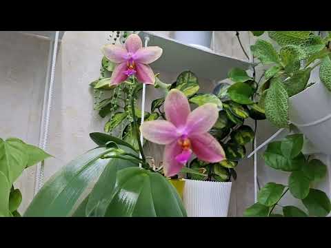 Видео: Огляд кімнатних рослин у лютому 2025