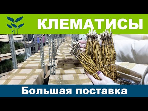 Видео: Большая поставка КЛЕМАТИСОВ🔥