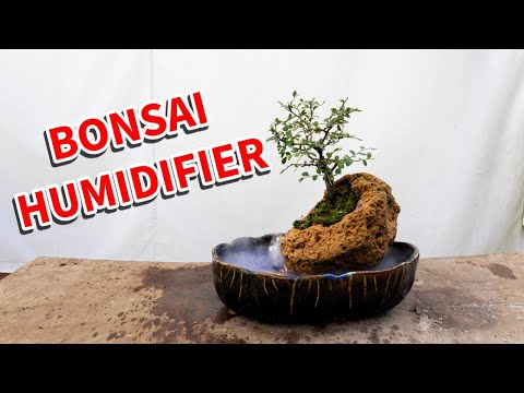 Видео: Превращаем настоящее дерево бонсай в увлажнитель воздуха для дома. Такого ещё не было!