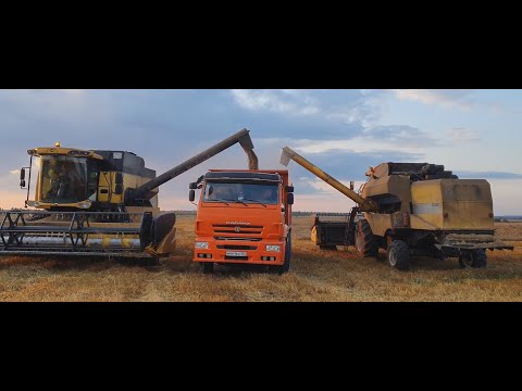 Видео: Уборка овса  Рожь озимая под покровом овса