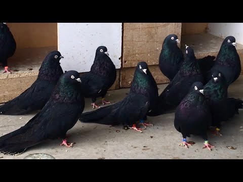 Видео: Николаевские голуби Шупикова Николая   +7 (905) 381-36-16