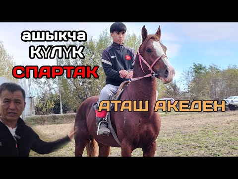 Видео: ашыкча күлүк СПАРТАК АТАШ АКЕДЕН