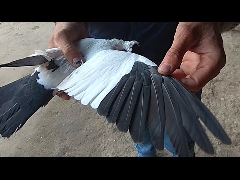 Видео: Kabutar sotiladi +998994672097 bakinskiy,monax, pigeon, pigeons,doves, kabootar bazi, голуби,кабутар