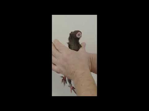 Видео: Новая тульская охота Евгения Скоркина.