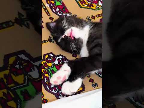 Видео: Доигрался 😂🐾 Честер герой дня 🤍🐈‍⬛