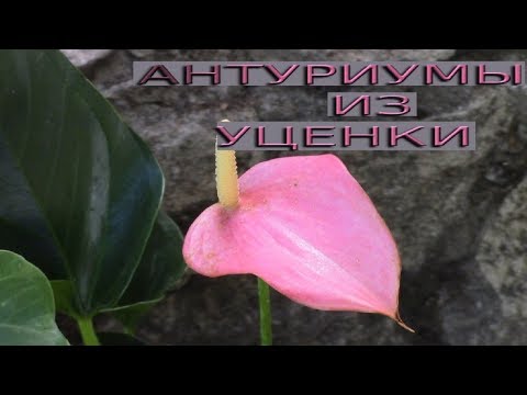 Видео: АНТУРИУМЫ ИЗ УЦЕНКИ.   ДОПОЛНИТЕЛЬНАЯ ОБРАБОТКА!
