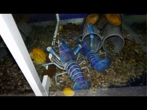 Видео: Сведение самки с самцом австралийского красноклешневого рака и определение пола.