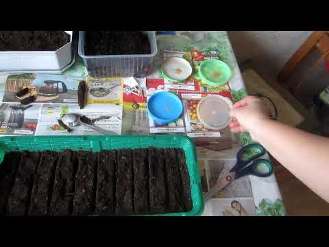 Видео: Сажаю на рассаду ягодный физалис. Зачем он нужен?