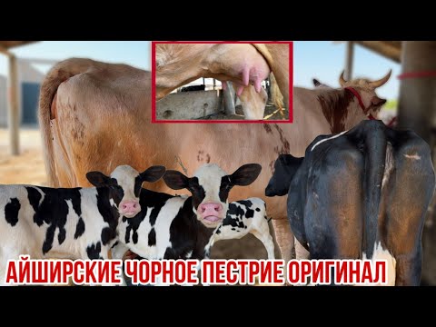 Видео: Молҳои ширдор Айширские ва чорное пестрие ферма Охунбобо 13 сентября 2025 г.