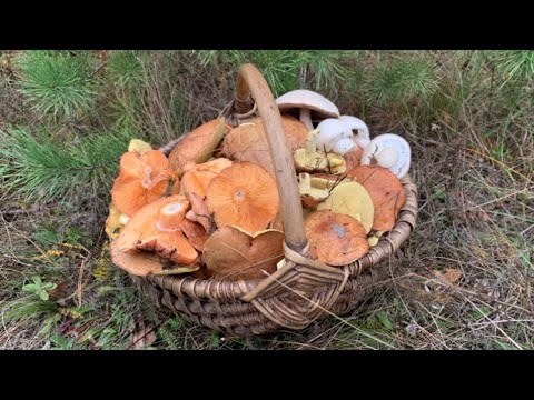 Видео: Багато Грибів у Листопаді🧺Печериці, Рижики та Маслюки