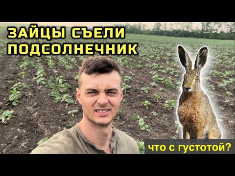 Видео: ЗАЙЦЫ СЪЕЛИ ПОДСОЛНЕЧНИК | Осмотр ущерба. Работы