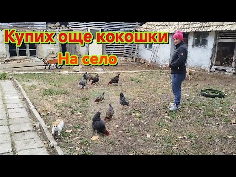 Видео: Как ни започва деня на село с животните