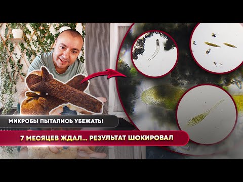 Видео: 7-месячный отвар гвоздики уничтожил ВСЕХ микробов! 😱 Реальный эксперимент