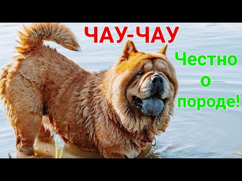 Видео: Чау-Чау о породе. Домашние животные. Супер порода собак. Собака для квартиры. Медведь. #зоотроп