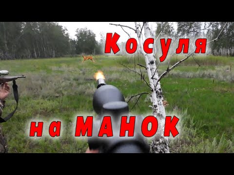 Видео: Косули сбежались на манок. Охота во время гона