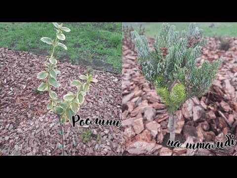 Видео: Що замовила? РОЗПАКОВКА трьох посилок. Рослини на ШТАМБІ.