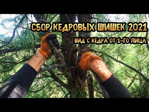 Видео: СБОР КЕДРОВЫХ ШИШЕК, ОРЕХА 2021. Залез на кедр от 1-го лица.