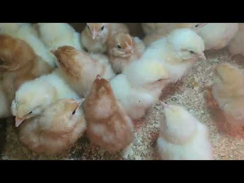 Видео: Легко узнать где курочка, а где петух 🐓.