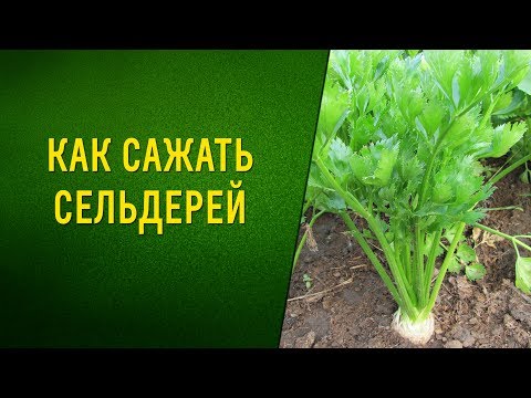 Видео: Как сажать рассаду сельдерея