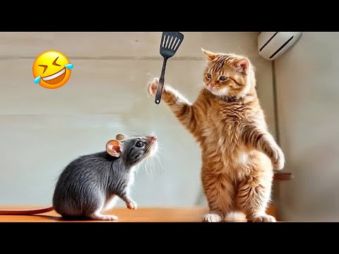 Видео: Смешные животные, которые рассмешат вас до слёз! 😂