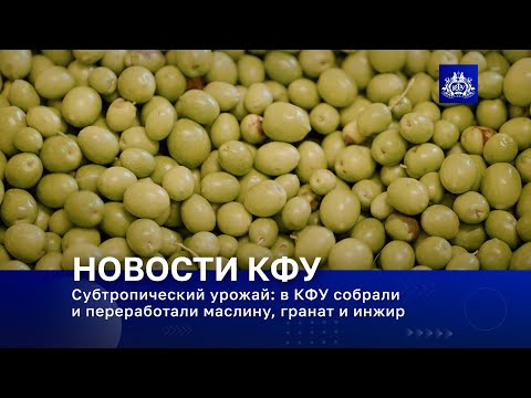 Видео: Субтропический урожай: в КФУ собрали и переработали маслину, гранат и инжир