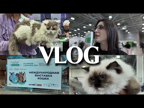 Видео: VLOG // МЕЖДУНАРОДНАЯ ВЫСТАВКА КОШЕК / ЦЕНЫ / ПОРОДЫ / ТИТУЛ "ЧЕМПИОН МИРА"