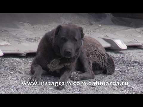 Видео: Легенды о "легендарных" САО и обычные Саги дахмарда - аборигенные САО Таджикистана