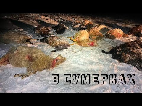 Видео: ВОЛКИ ЗАЛЕЗЛИ ВО ДВОР И УБИЛИ СТАДО БАРАНОВ! Охота на волков / Wolf hunting