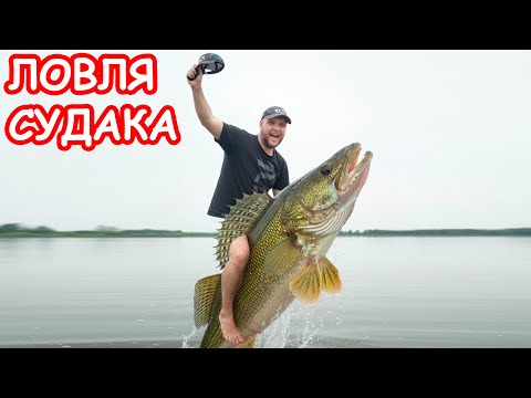 Видео: ЛОВЛЯ СУДАКА ОСЕНЬЮ. ПРИМАНКИ НА СУДАКА. РЫБАЛКА НА СПИННИНГ