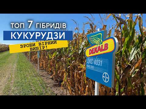 Видео: Підбірка найкращих гібридів кукурудзи! Як не помилитись у виборі?