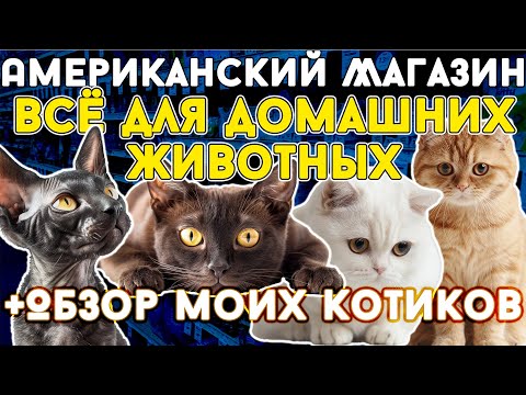 Видео: Обзор моих котиков + американский магазин "Всё для домашних животных"