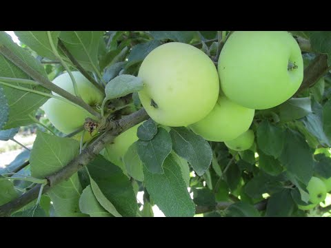 Видео: ОБРЕЗКА ЯБЛОНИ В НОЯБРЕ. Когда можно сильно укорачивать, а когда нельзя. Белый налив.