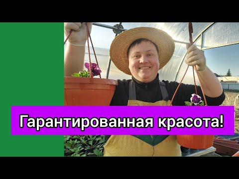Видео: Посадка петунии в кашпо для продажи🥰