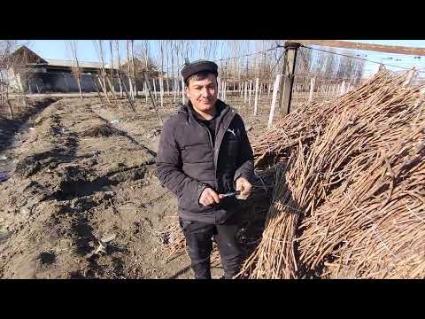 Видео: 995202244, 902773134, 916604380 Автар ва бошка узум каламчалари сотувда.