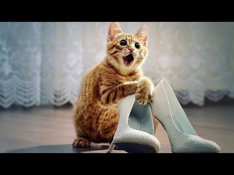 Видео: Весело смешно угарное видно !!!