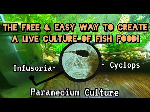 Видео: Бесплатный и простой способ вырастить больше мальков за меньшее время: как выращивать живые культ...