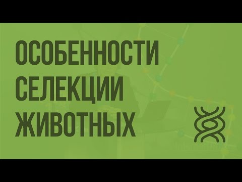 Видео: Особенности cелекции животных. Видеоурок по биологии 9 класс