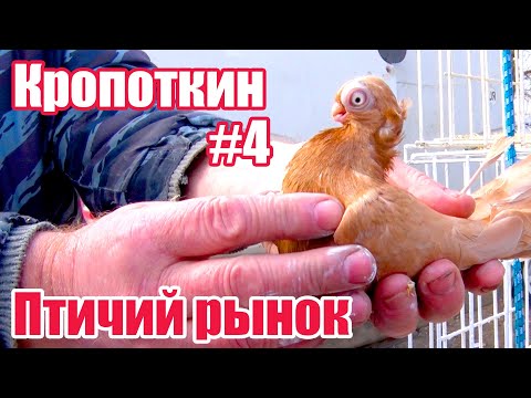 Видео: Птичий рынок. Кропоткин. Часть 4. [28.03.2021]