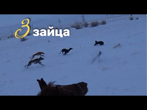 Видео: Тазылармен 3 қоянды қуалап жүріп ұстадық. Охота на зайца