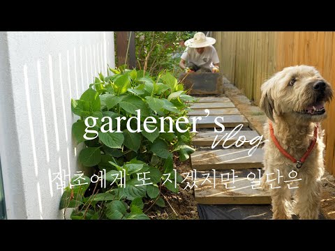 Видео: Разрешение семян!!! Мы сами переселили ступеньки тонким образом