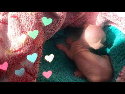 Видео: Были у врача с маленьким котёнком| Часть 3