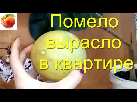 Видео: Помело Как вырастить в Квартире Уход Плоды Помело Лимоны дома Pomelo Шеддок февраль набирает цвет