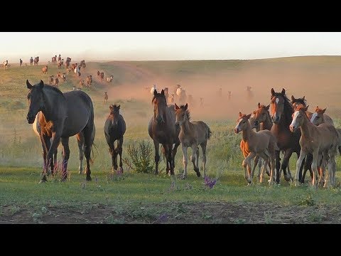 Видео: Табун Ахметдина в августе.