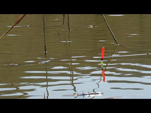 Видео: Ловля Карася Весной! Карась на поплавок в мае.