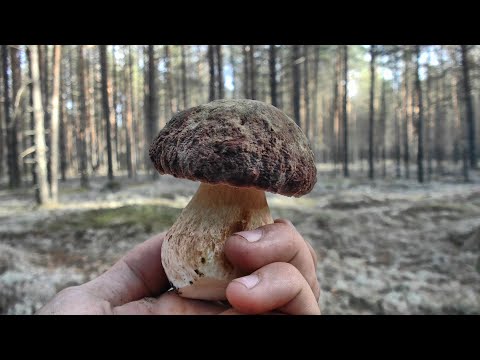 Видео: Тихая охота. Белые пошли... #319