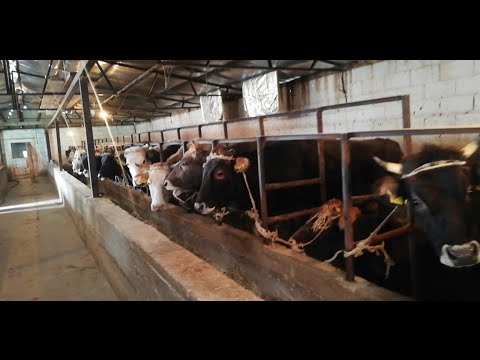 Видео: Мына😳БИЗНЕС досум! Бука эмес Уй🐄жемдоо😳прикинь сен🤔