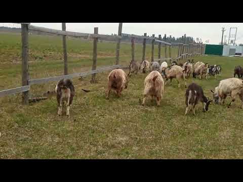 Видео: Моё Хозяйство/Весенний Выпас/Детёныши/Звери Едят Траву/#goat #goats #farmer
