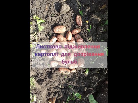 Видео: Листкове підживлення картоплі для дозрівання бульб