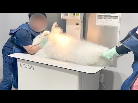 Видео: Моя собака впервые делает рентгеновский рентгеновский луч :)