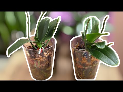 Видео: Орхидеи Сакуры... РАЗВЕ СКАЖЕШЬ, ЧТО КОГДА ТО ОНИ БЫЛИ ГНИЛУШКАМИ! Важно не допустить ПОВТОРЕНИЯ.